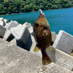 ハコフグ