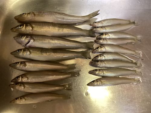 シロギスの釣果