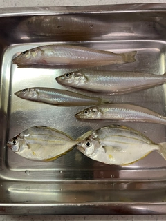 キスの釣果