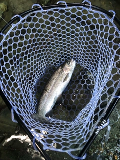レインボートラウトの釣果