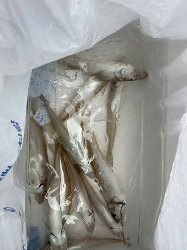 シロギスの釣果