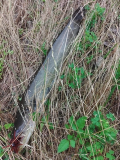 ナマズの釣果