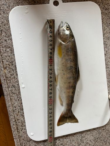 ヤマメの釣果