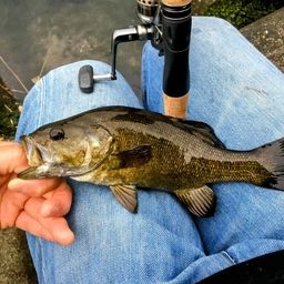 スモールマウスバス