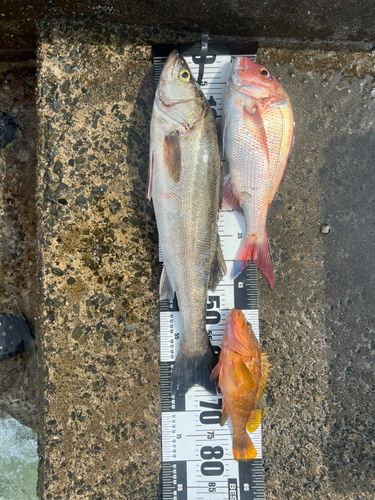 シーバスの釣果