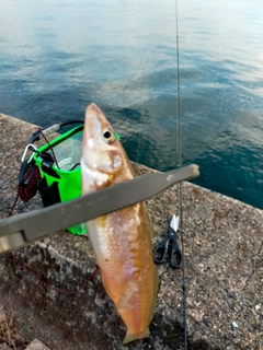 キスの釣果