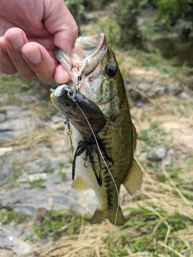 ラージマウスバスの釣果