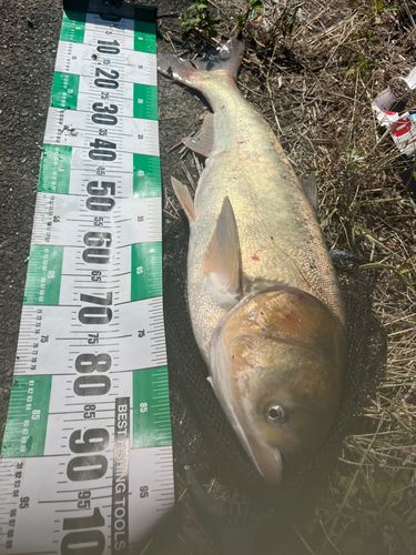レンギョの釣果