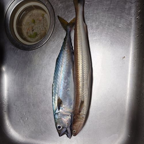サバの釣果