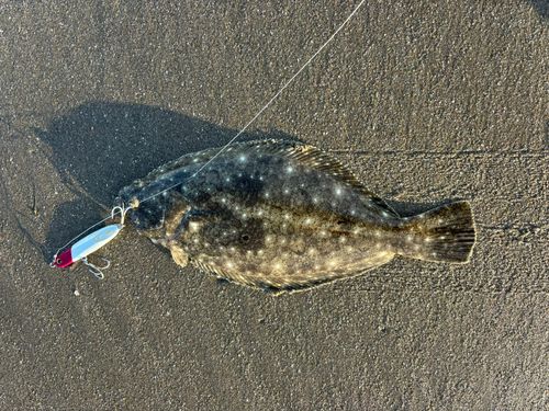 ヒラメの釣果