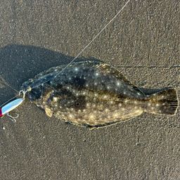 ヒラメ