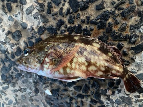 カサゴの釣果