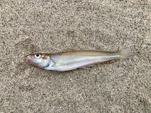 キスの釣果