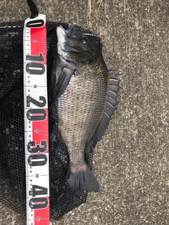 チヌの釣果