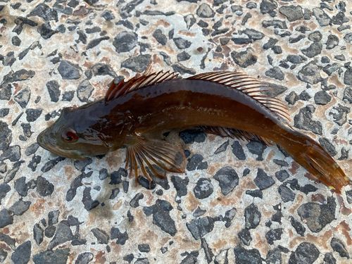 アナハゼの釣果