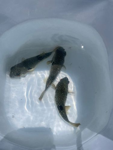 フグの釣果
