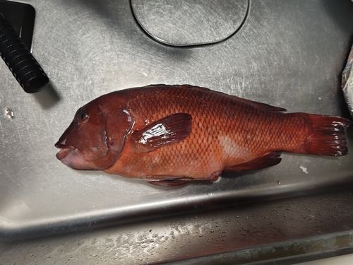 コブダイの釣果