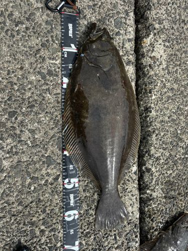 ヒラメの釣果