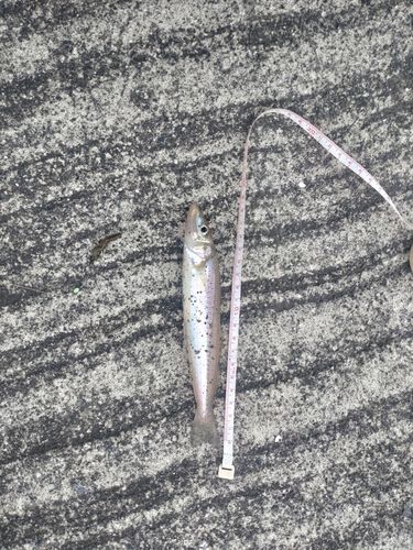キスの釣果
