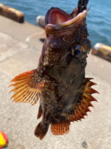 カサゴの釣果