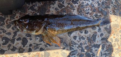 アナハゼの釣果