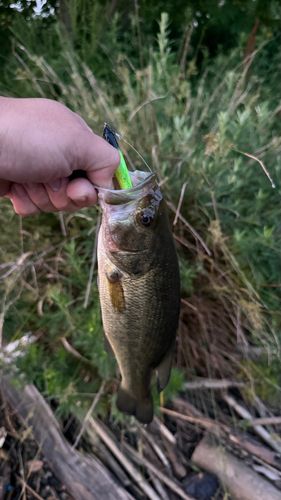 ブラックバスの釣果