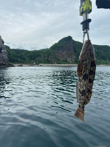 アブラコの釣果