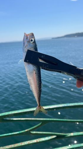 サバの釣果
