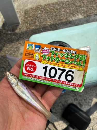 キスの釣果