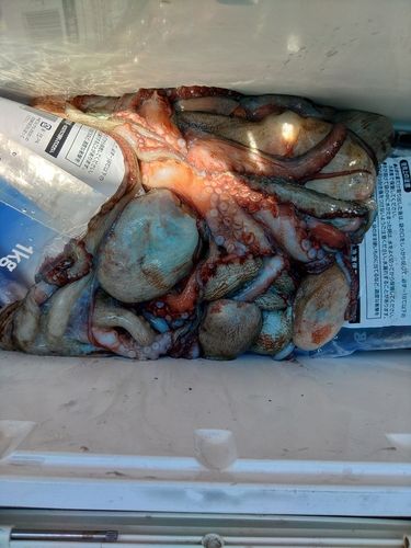タコの釣果