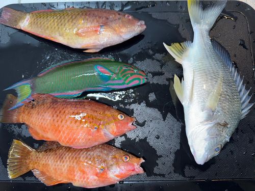 オトメベラの釣果