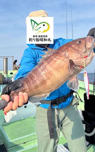 マハタの釣果
