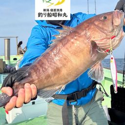 マハタ