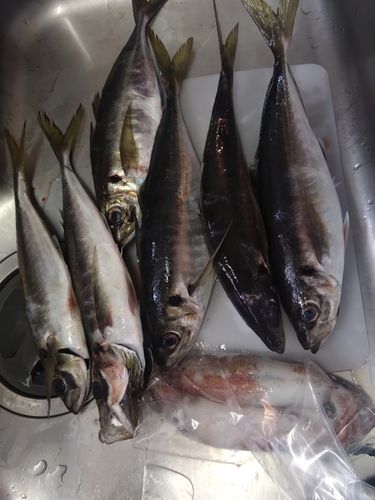 マアジの釣果