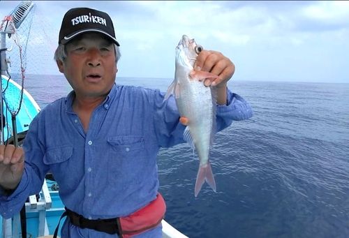 ヒメダイの釣果