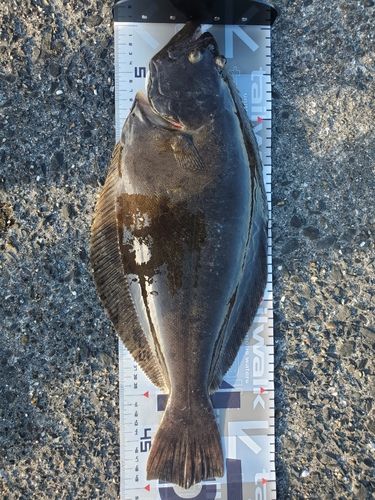 ヒラメの釣果