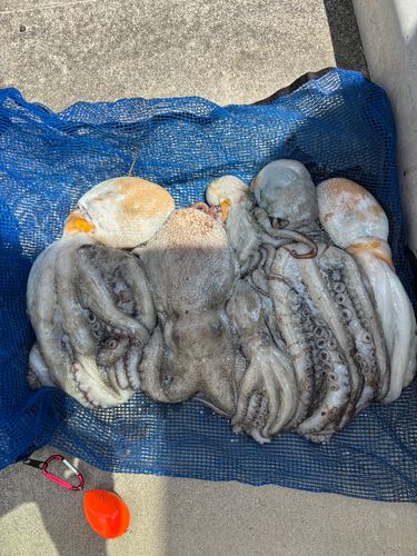 マダコの釣果