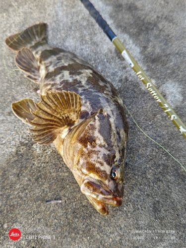 ベッコウゾイの釣果