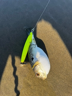 フグの釣果