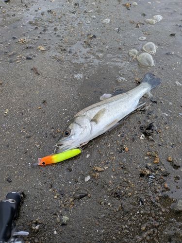 セイゴ（マルスズキ）の釣果