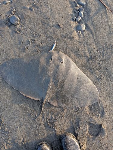ツバクロエイの釣果