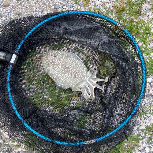 シリヤケイカの釣果