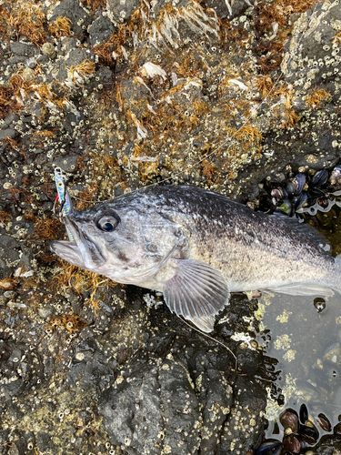 クロソイの釣果