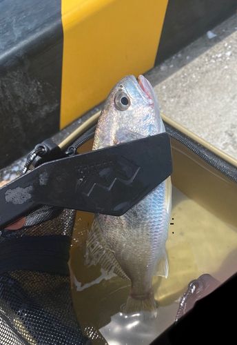 イシモチの釣果