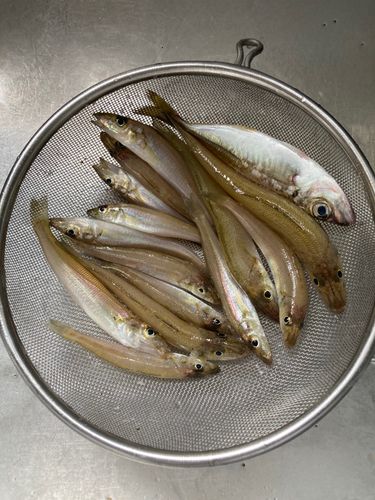 キスの釣果