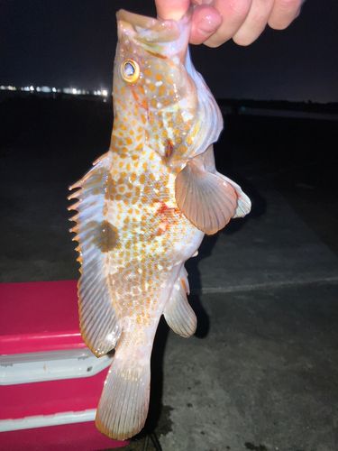 キジハタの釣果