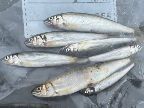 コアユの釣果