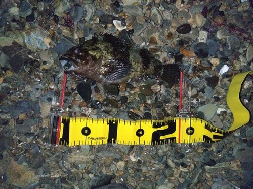 ムラソイの釣果