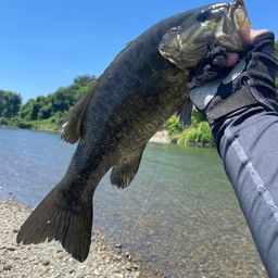 スモールマウスバス