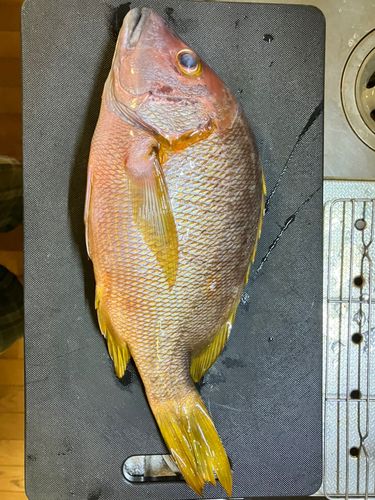 シブダイの釣果